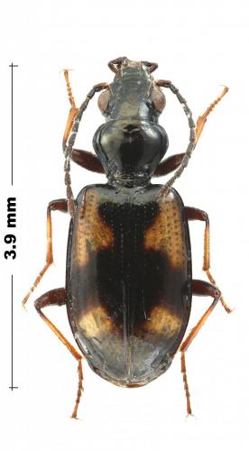 Bembidion schmidti alluaudi